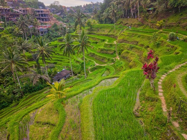 The Bali Expat Ecosystem: What Nobody Tells You Before Moving